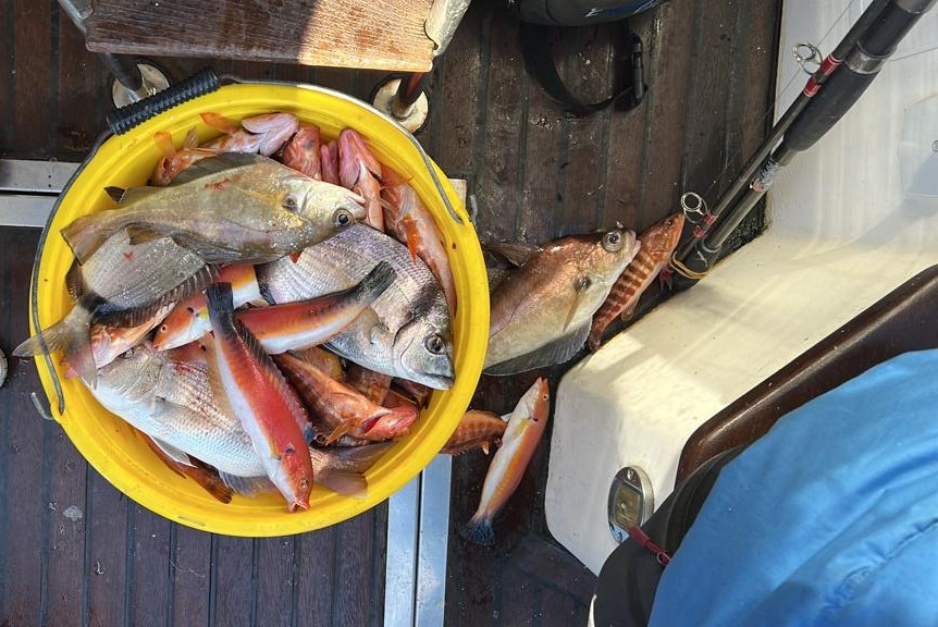 Natica El Gobernador