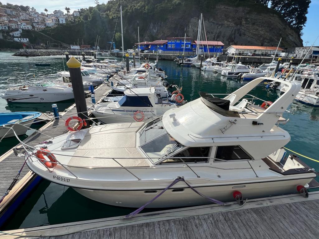 Natica El Gobernador