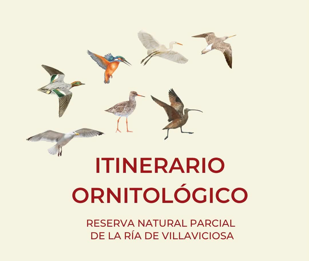 Itinerarios ornitol�gicos Ria de Villaviciosa